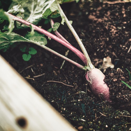 Raised Bed Garden