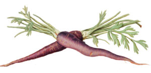 Winter Crops