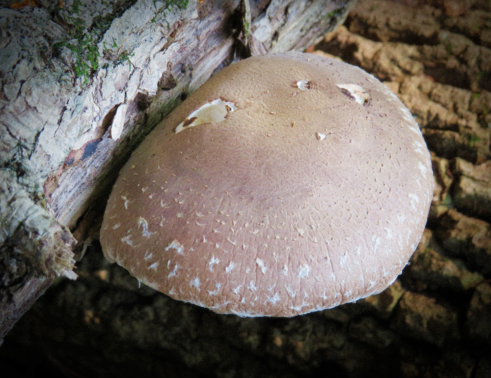 Mushroom