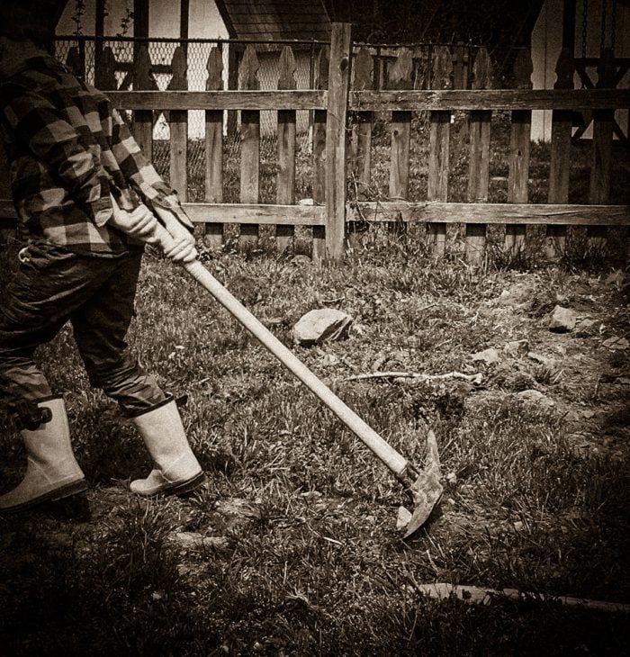 Will Getting Chickens Ruin My Life-10