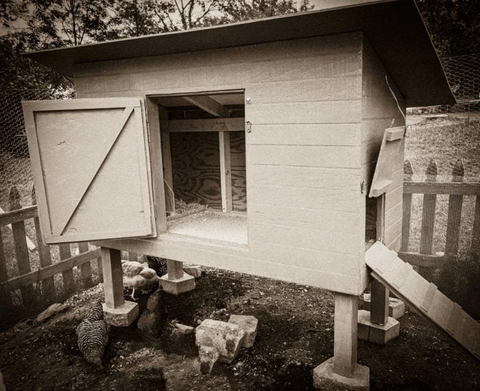 Will Getting Chickens Ruin My Life-2